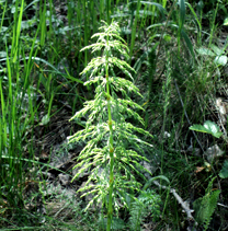   (Equisetum sylvaticum)