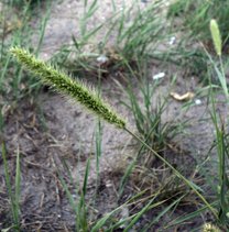   (Setaria viridis)