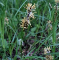   (Carex praecox)