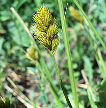   (Carex leporina)