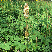   (Equisetum sylvaticum)