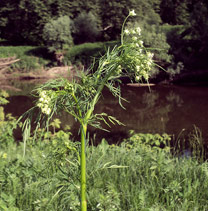   Chaerophyllum prcscottii