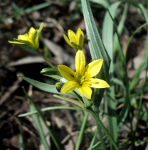 Гусиный лук желтый (Gagea lutea)