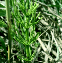 Хвощ полевой (Equisetum arvense)