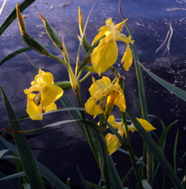 Касатик желтый, или Ирис ложноаировый (Iris pseudacorus)