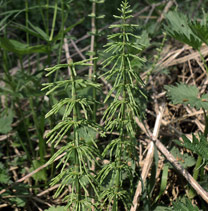Хвощ луговой (Equisetum pratense)
