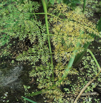 Омежник водный (Oenanthe aquatica)