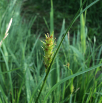Осока мохнатая (Carex hirta)