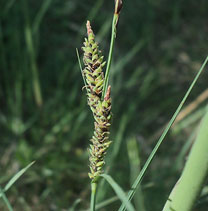 Осока черная (Carex nigra)