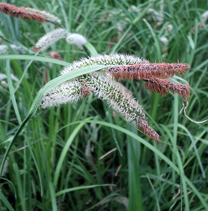 Осока пузырчатая (Carex vesicaria)