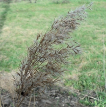 Вейник наземный (Calamagrostis epigeios)